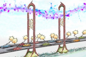 MIT-Synaptic-Plasticity-1_0(2)